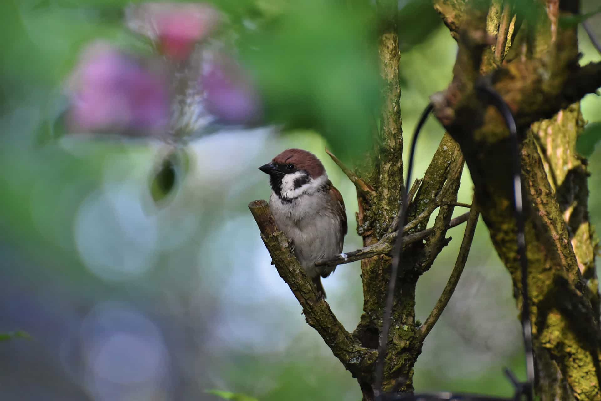 Faune et flore
